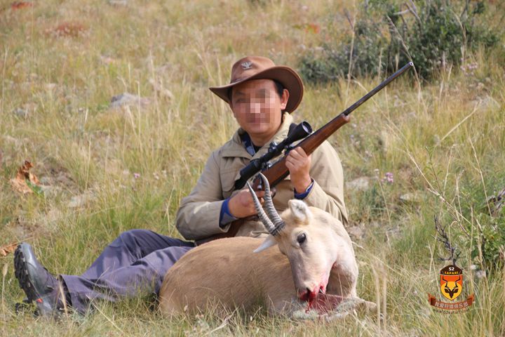 蒙古黄羊狩猎