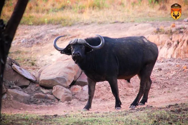 非洲野牛