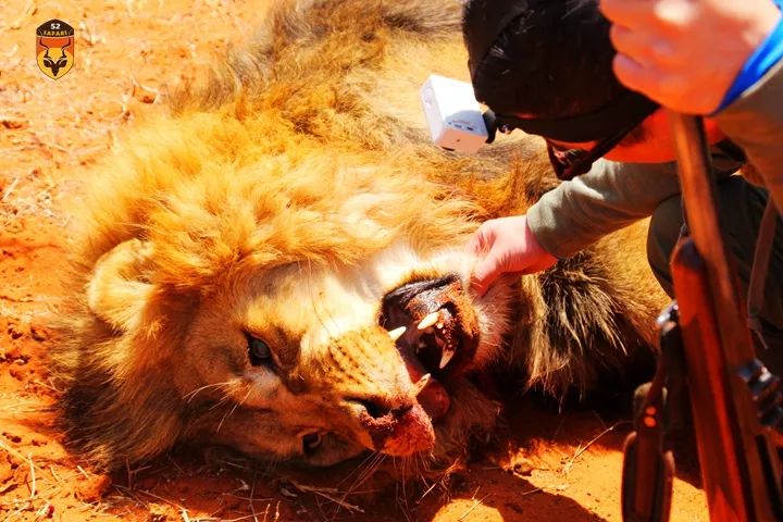 南非经济狮子狩猎