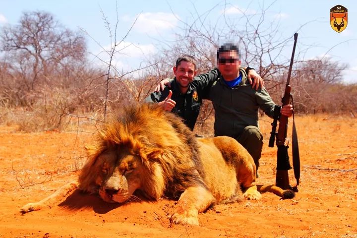 非洲雄狮狩猎