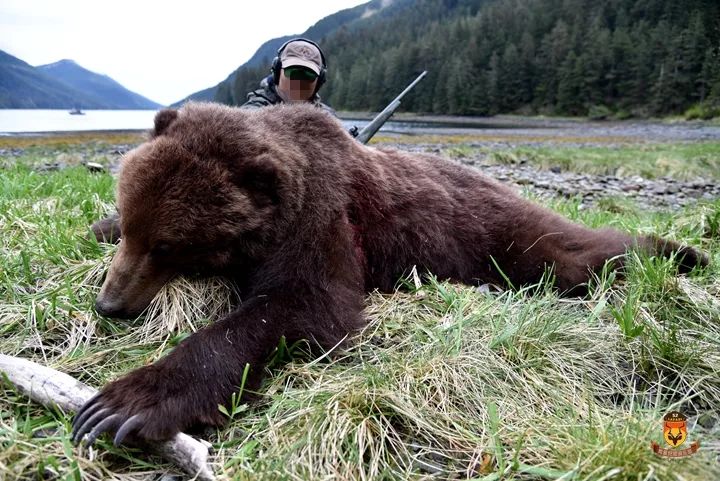 阿拉斯加棕熊狩猎团