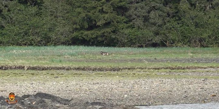 阿拉斯加狼狩猎