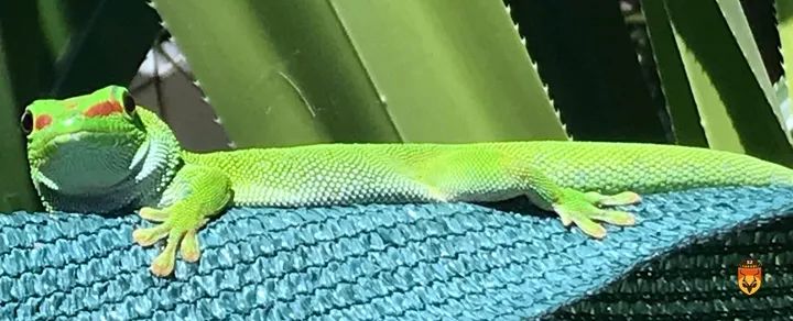 Madagascar day gecko