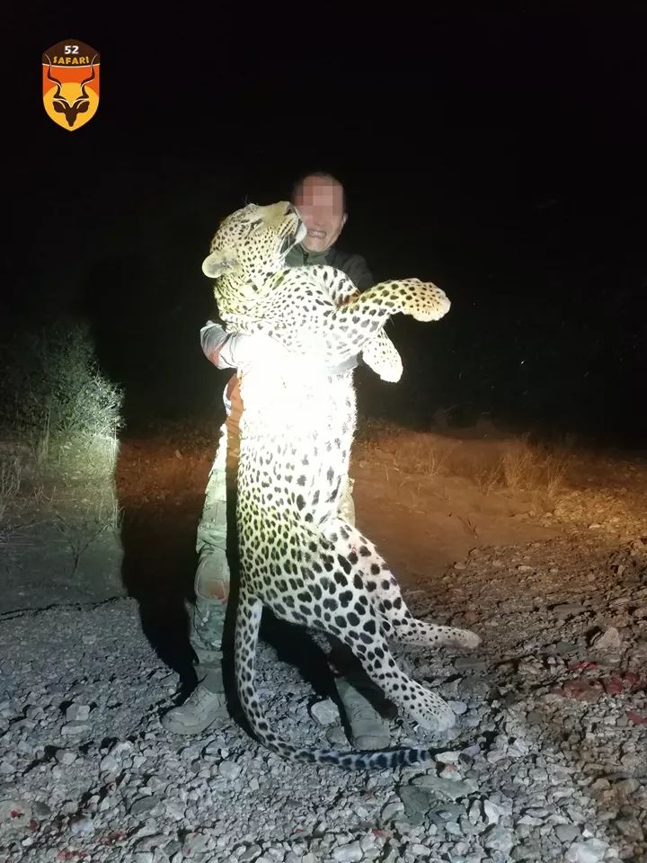 花豹狩猎 纳米比亚狩猎